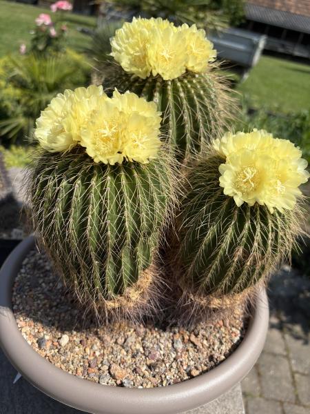 Notocactus warasi